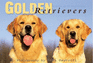 Golden Retrievers