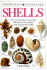 Shells (Eyewitness Handbooks)