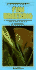 A Fishkeeper's Guide to Fish Breeding: Comprehensive Advice on Breeding and Rearing a Wide Selection of Popular Aquarium Fishes