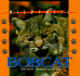 Wildcats of North America-Bobcat