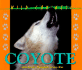 Wild Canines of North America-Coyote