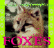 Wild Canines of North America-Foxes