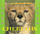 Wildcats of the World-Cheetahs
