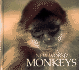New World Monkeys (Naturebooks Mammals)