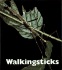 Walkingsticks (Naturebooks)