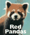 Red Pandas (Naturebooks)