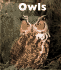 Owls