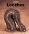 Leeches (Naturebooks)