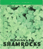 St. Patrick's Day Shamrocks (Holiday Symbols)