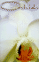 Orchids