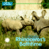 Rhinoceros's Bathtime (Let's Go to the Zoo! )
