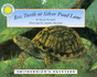 Box Turtle at Silver Pond Lane (Smithsonian's Backyard)