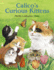 Calico's Curious Kittens