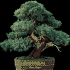 Bonsai