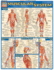 Muscular System (Quick Study Academic)