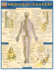 Nervous System (Quick Study Academic)