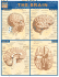 Brain (Quick Study Academic)