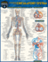 Circulatory System (Quick Study Academic)