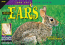 Animal Ears (Look Once, Look Again)