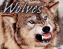 Wolves (Animal Predators)