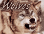 Wolves (Animal Predators)