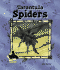 Tarantula Spiders