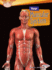 Your Muscular System (Searchlight Books �-How Does Your Body Work? )