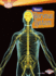 Your Nervous System (Searchlight Books �-How Does Your Body Work? )