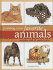 Painting Your Favorite Animals in Pen, Ink and Watercolor