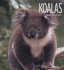 Koalas (Living Wild)