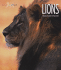 Lions (Living Wild)