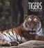 Tigers (Living Wild)