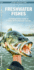 Freshwater Fishes: a Folding Pocket Guide to Familiar North American Species (Nature Observation North America)