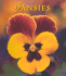 Pansies