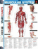 Muscular System (Sparkcharts)