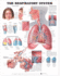 Respiratory System