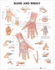 Hand and Wrist Anatomical Chart