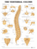 The Vertebral Column Anatomical Chart