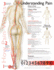 Understanding Pain Anatomical Chart