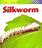 Life Cycle of a Silkworm