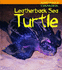 Leatherback Sea Turtle (Animals in Danger)