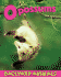 Opossums (Backyard Animals)