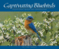 Captivating Bluebirds: Exceptional Images and Observations (Wildlife Appreciation)