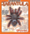 Uncover a Tarantula: Take a Three-Dimensional Look Inside a Tarantula! (Uncover It)