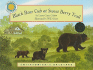 Black Bear Cub at Sweet Berry Trail (Smithsonian's Backyard)