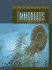 Ammonoids (Exploring Dinosaurs & Prehistoric Creatures)