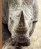 Rhinos (the World of Mammals, 1244)