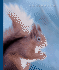 Squirrels (the World of Mammals, 1244)