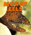 Moray Eels (New Naturebooks, 1264)