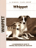 Whippet